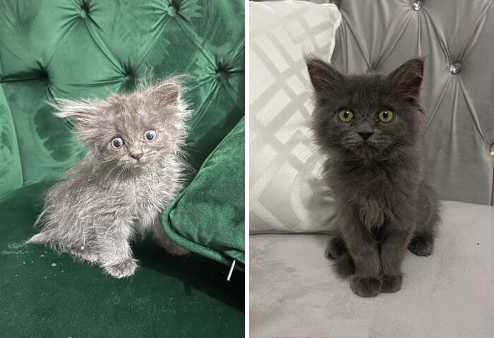 imagen comparativa del antes y después de un gato rescatado