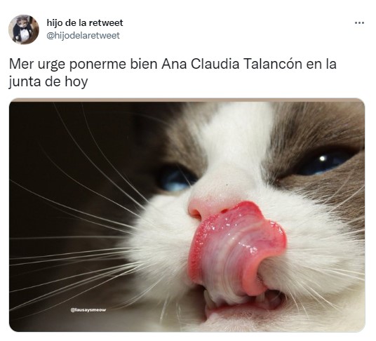 meme de un gatito con la lengua afuera