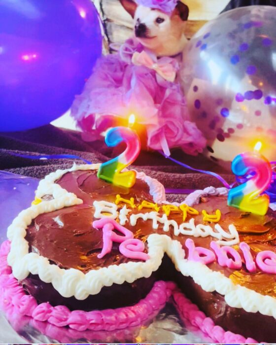 perrita frente a un pastel en forma de hueso cumpliendo sus 22 años de edad