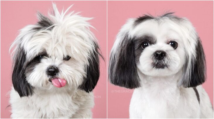 perro con pelaje blanco con negro; Perritos antes y después de un corte de cabello