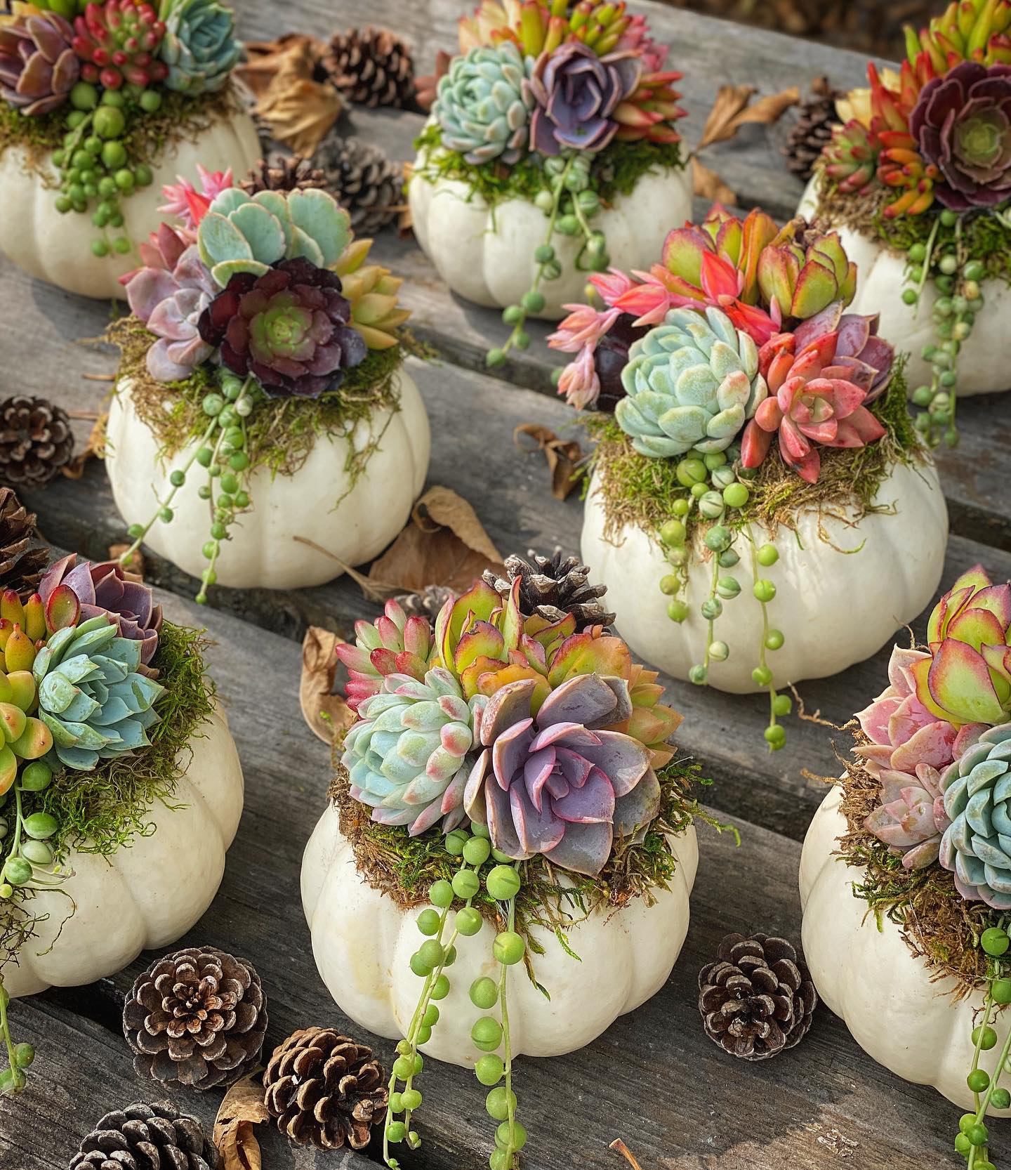 decoración con calabazas; 13 Ideas para que tus suculentas crezcan dentro de una calabaza 'mágica'