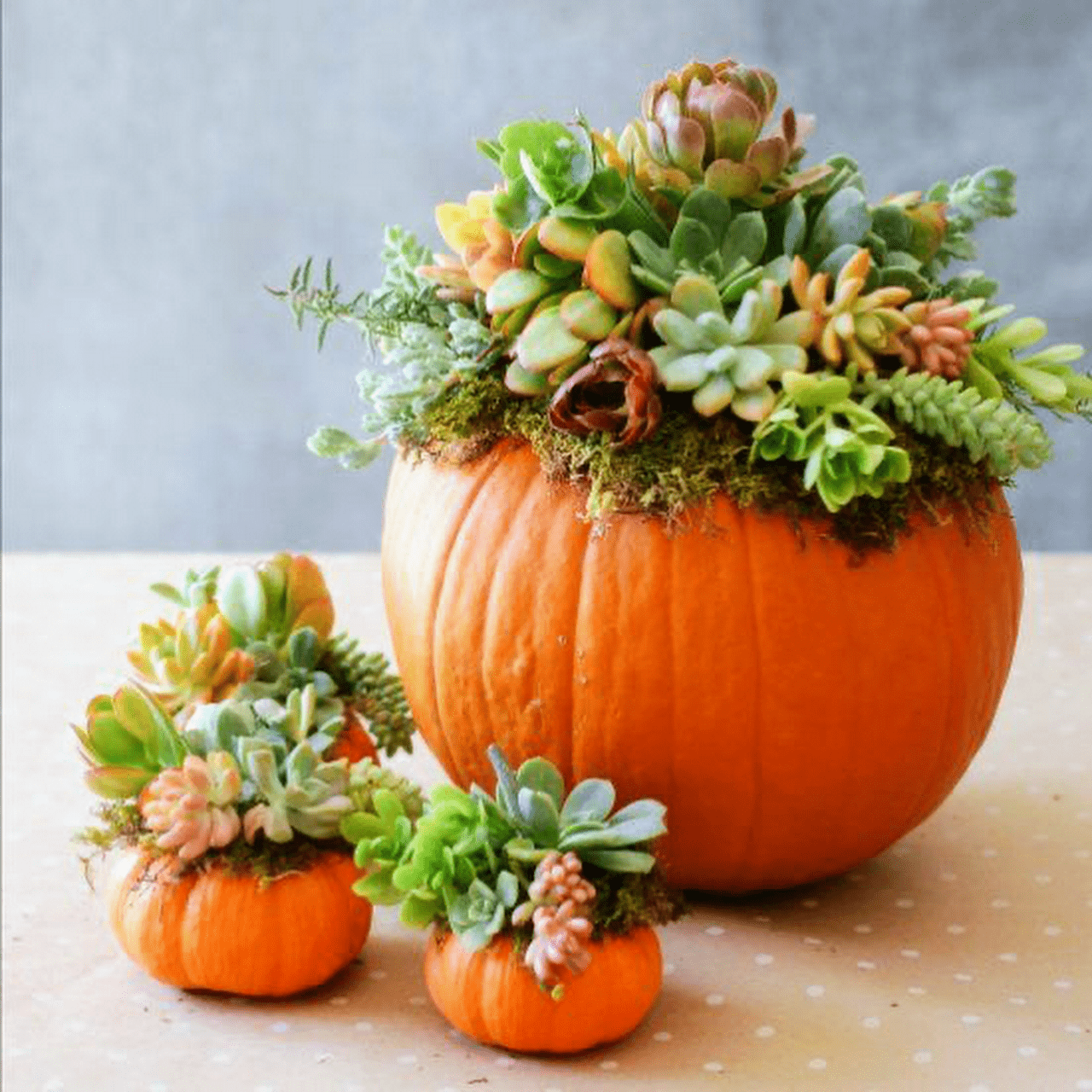 Calabacines naranjitas; 13 Ideas para que tus suculentas crezcan dentro de una calabaza 'mágica'