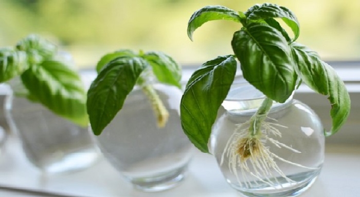 Albahaca en recipientes con agua