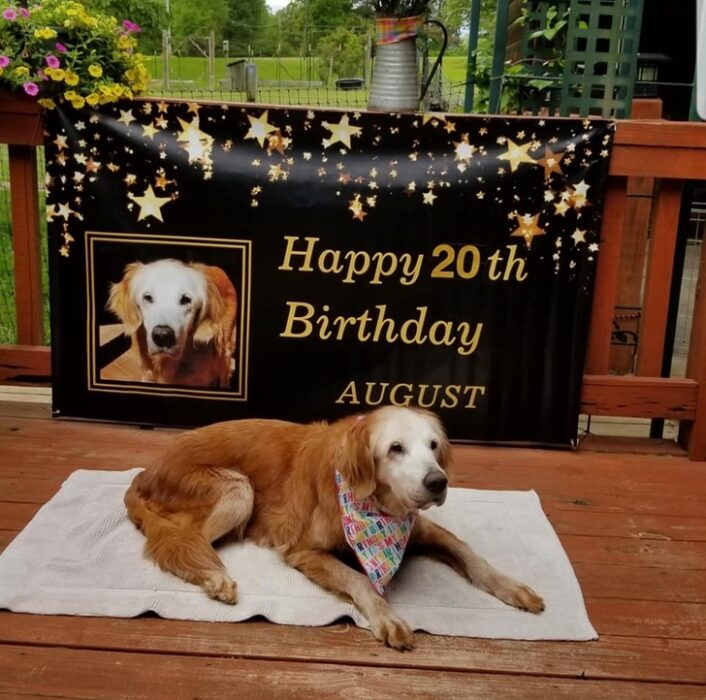 perro golden retriever acostado; 14 Perros y gatos que han envejecido junto a sus dueños