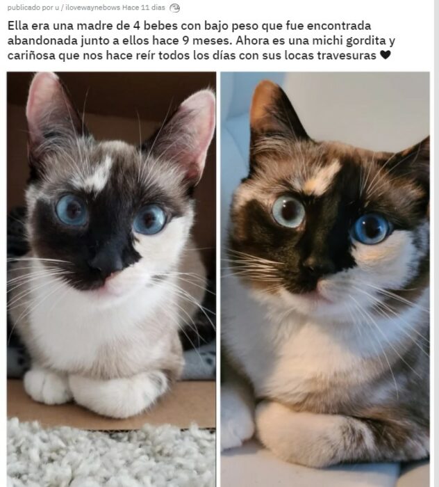 Gatito antes y después de ser rescatado, ahora sano y gordito
