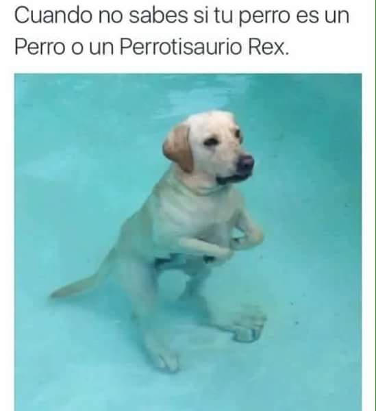 memes de perritos que reflejan lo que es tener un amigo de 4 patas 