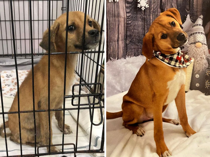 Perrito antes y después de ser adoptado de un refugio 