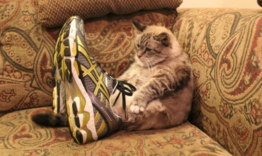 Gatito usando unos zapatos grandes de color amarillo con gris
