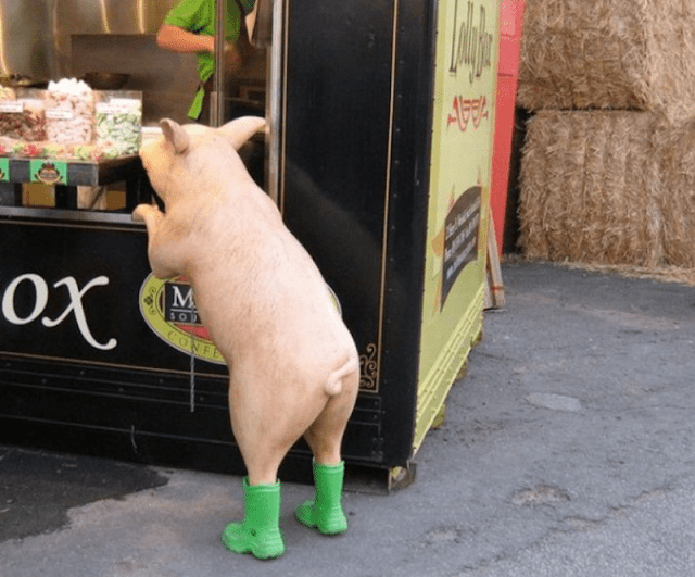 Cochinito utilizando botas de lluvia de color verde fosforescente
