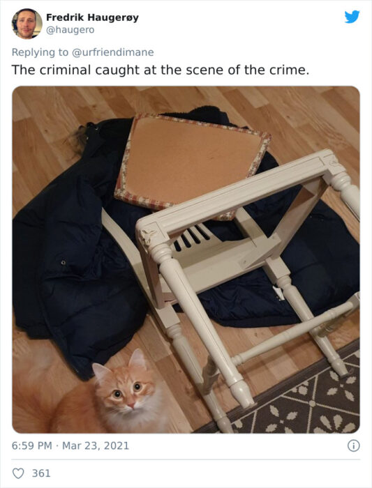Publicación en twitter de gatitos atrapados destruyendo cosas