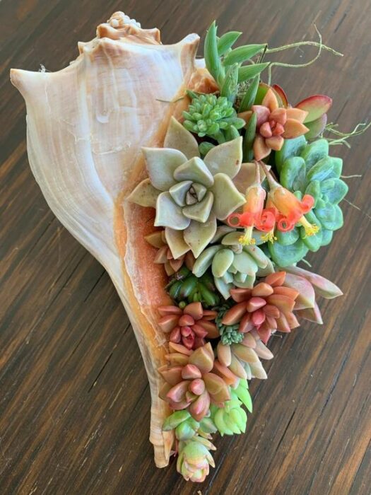 Suculentas chiquitas para decorar un espacio