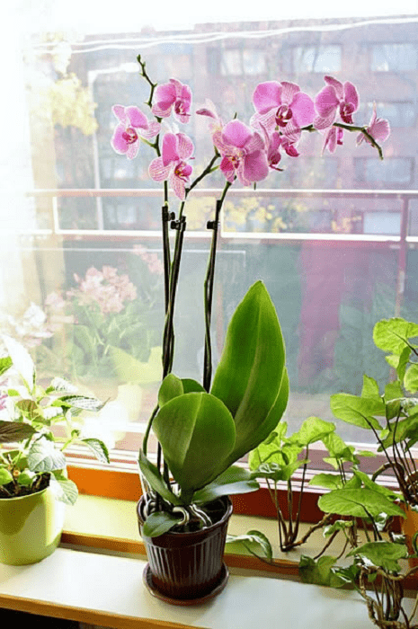 Maceta con de planta rosada llamada Orquídeas