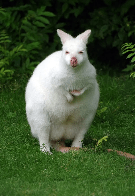 Canguro albino
