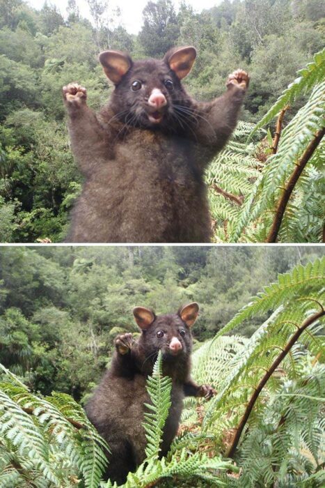 fotografía de una zarigüeya sobre una rama con los brazos abiertos y sonriendo