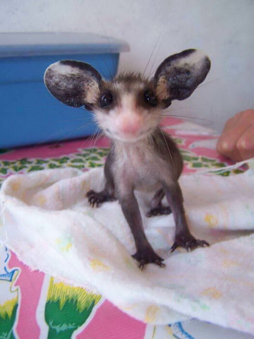 imagen de una pequeña zarigüeya con una sonrisa en su cara
