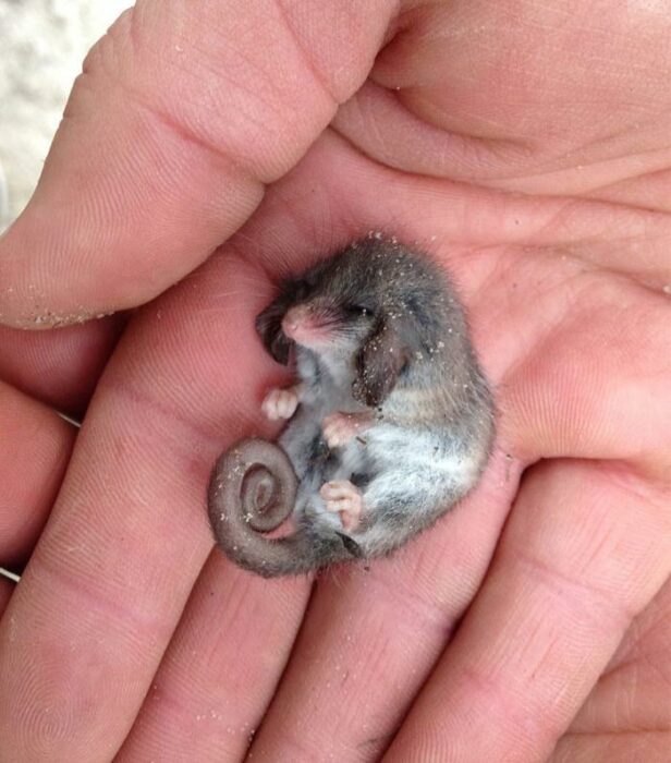 una mini zarigüeya durmiendo en la palma de la mano de una persona