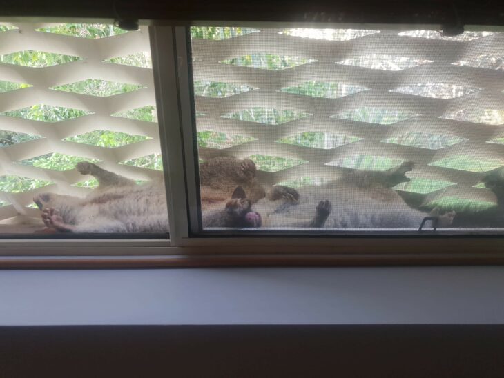 dos zarigüeyas dormidas afuera de una ventana