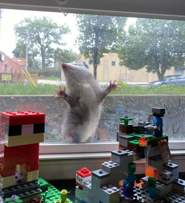 zarigüeya detrás de una ventana viendo unos juguetes que hay dentro