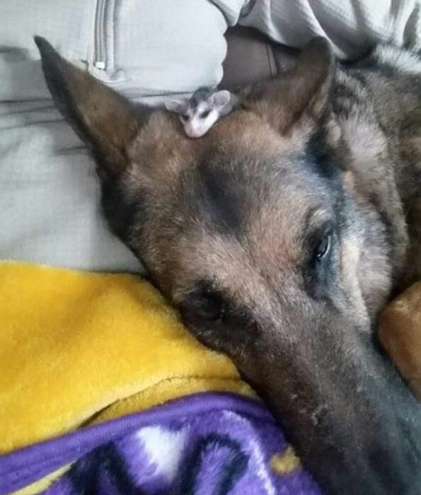 una pequeña zarigüeya dormida sobre la cabeza de un perro pastor alemán
