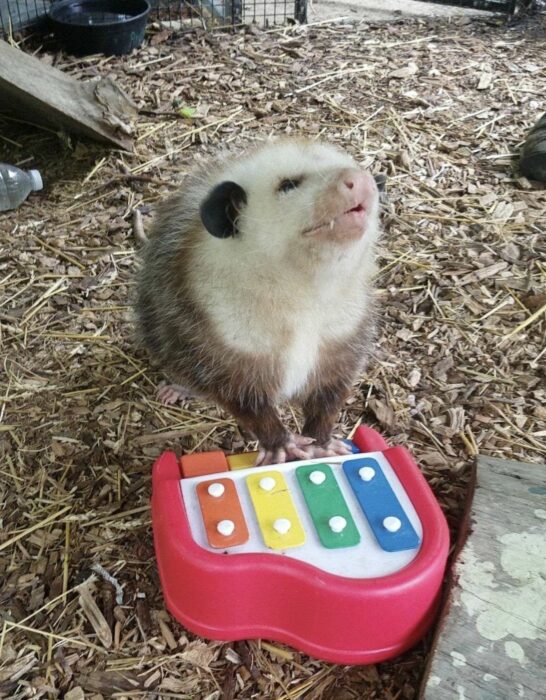 zarigüeya con un juguete musical