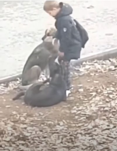 niño de pie acariciando a dos perros