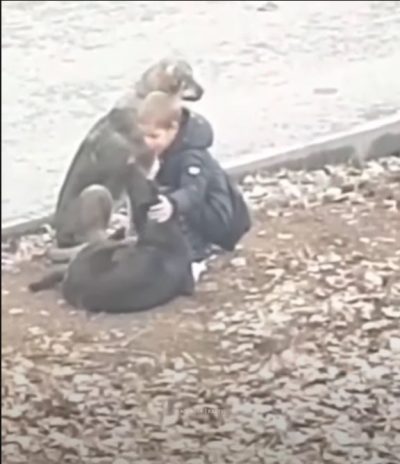 niño agachado para acariciar a dos perros