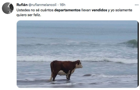 meme de una vaca en el mar 