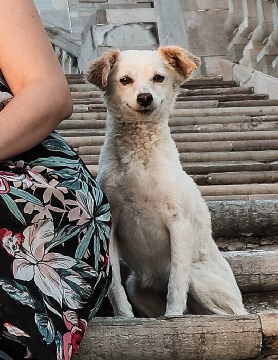 foto de un perrito que está sonriendo