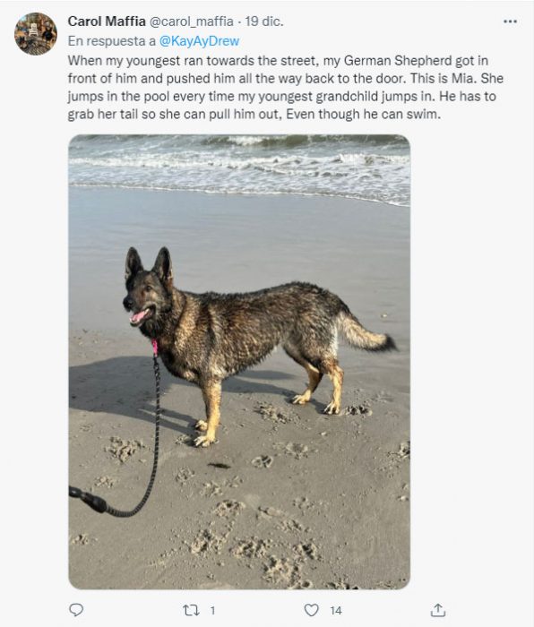captura de un perro que salvó a una niña de morir
