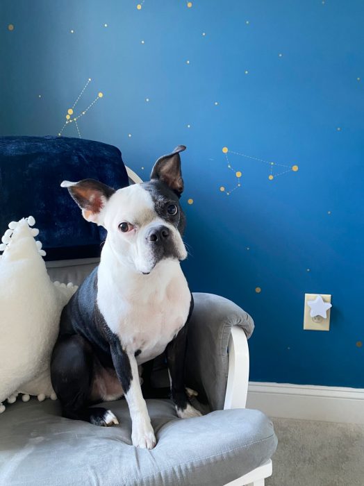 Henry, el perro que salvó la vida de la bebé de sus dueños