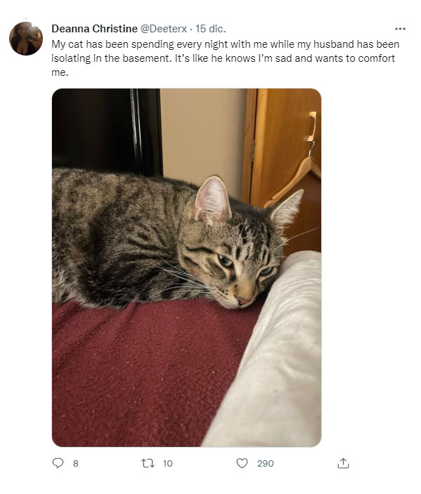 foto de un gato recostado en una cama en Twitter