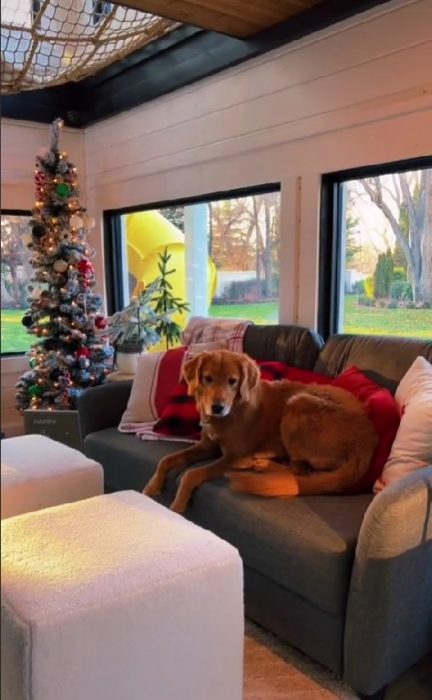 Perro Golden Retriever acostado sobre un sofá en la mansión que le regaló su dueña