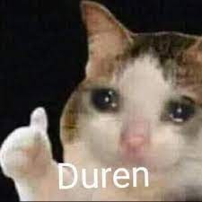 Meme gatito