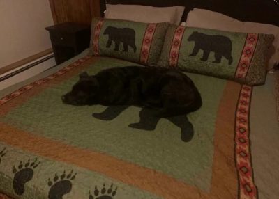 Personas, animales y cosas que se camuflajearon muy bien con su entorno