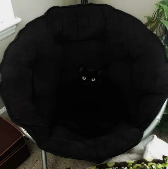 Personas, animales y cosas que se camuflajearon muy bien con su entorno