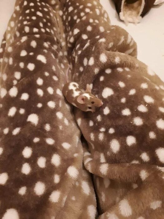 Personas, animales y cosas que se camuflajearon muy bien con su entorno