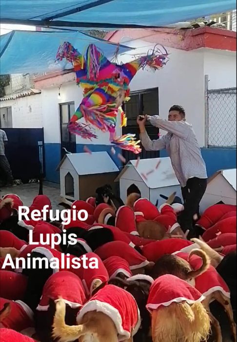 hombre rompiendo una piñata rodeado de perros vestidos de Santa Claus