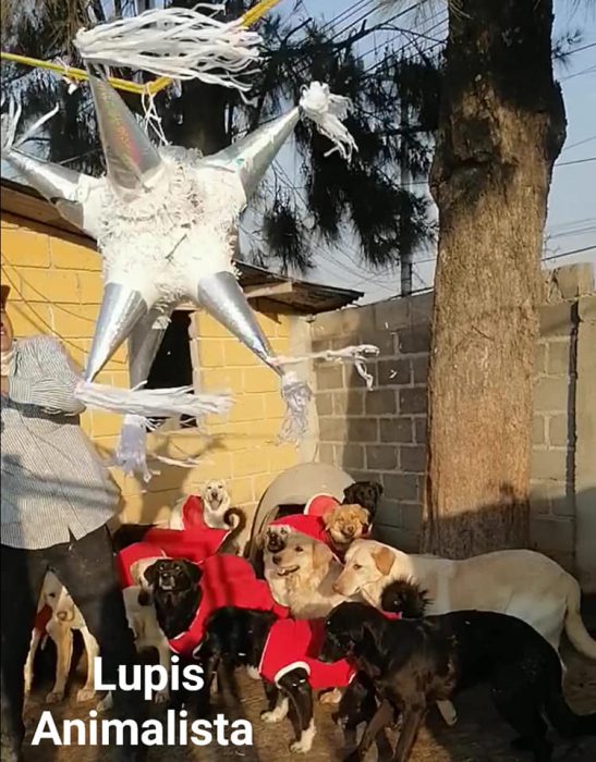 perritos debajo de una piñata de estrella gris