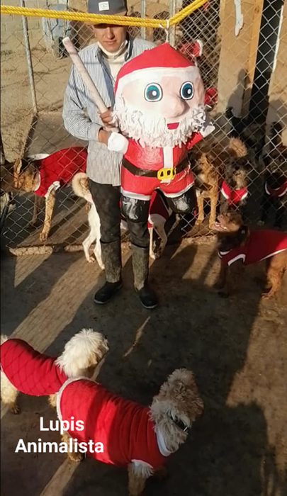 chico cargando una piñata de Santa Claus rodeado de perros