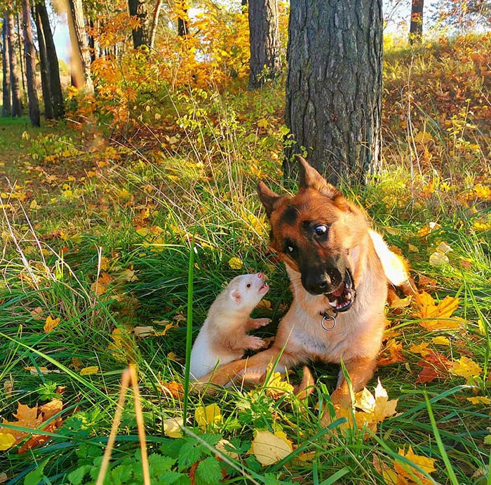 Hurón y perro jugando; 20 Lindas imágenes que te harán querer tener un hurón