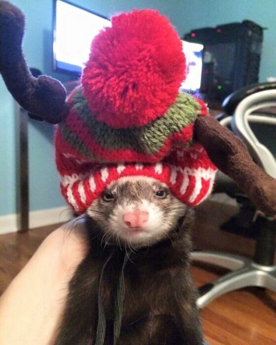 Hurón con gorrito; 20 Lindas imágenes que te harán querer tener un hurón