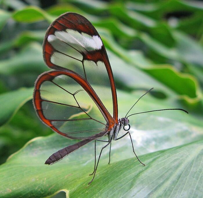 Mariposa; Personas comparten los insectos más lindos que han visto