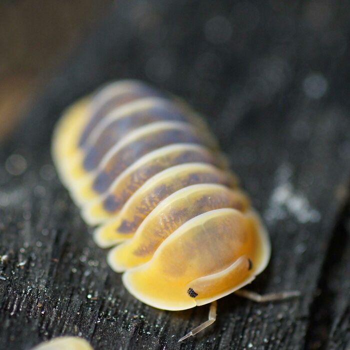 Gusanito; Personas comparten los insectos más lindos que han visto