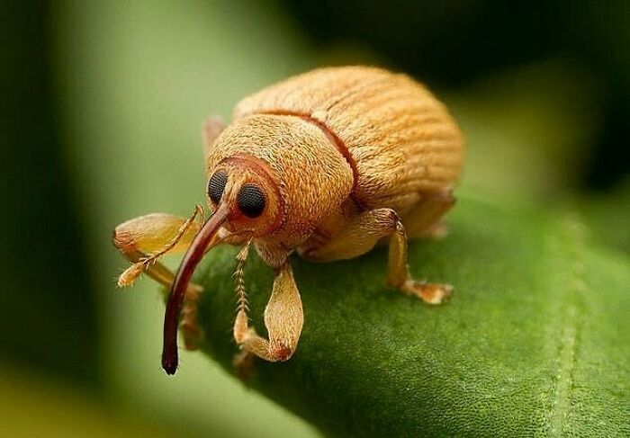 Insecto; Personas comparten los insectos más lindos que han visto