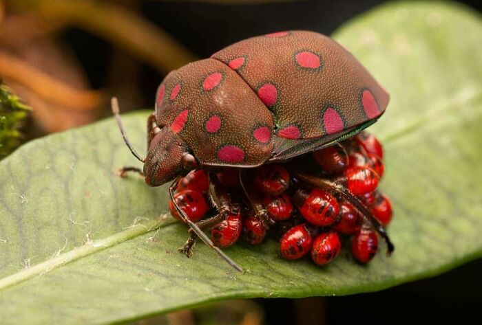Cochinillas; Personas comparten los insectos más lindos que han visto