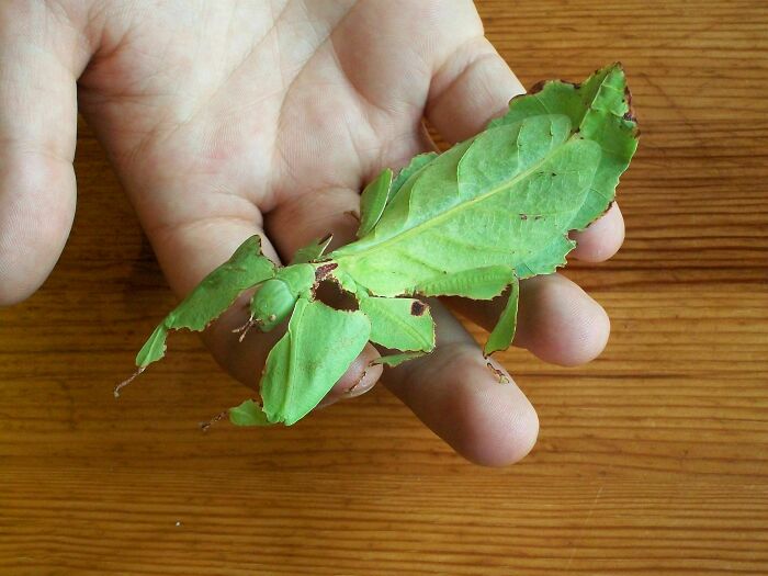 Mantis religiosa; Personas comparten los insectos más lindos que han visto
