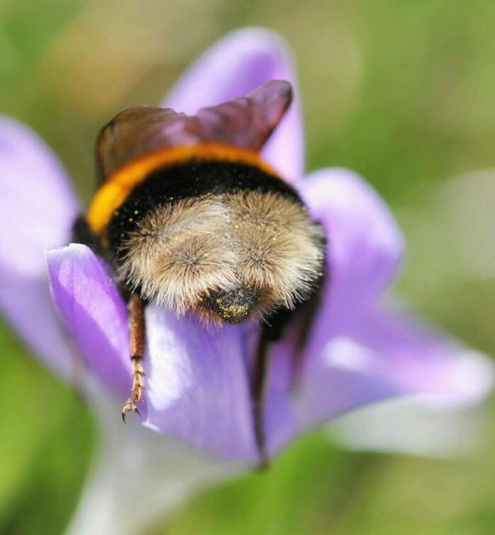 Abejorro; Personas comparten los insectos más lindos que han visto