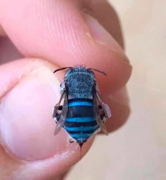 Abeja azul; Personas comparten los insectos más lindos que han visto