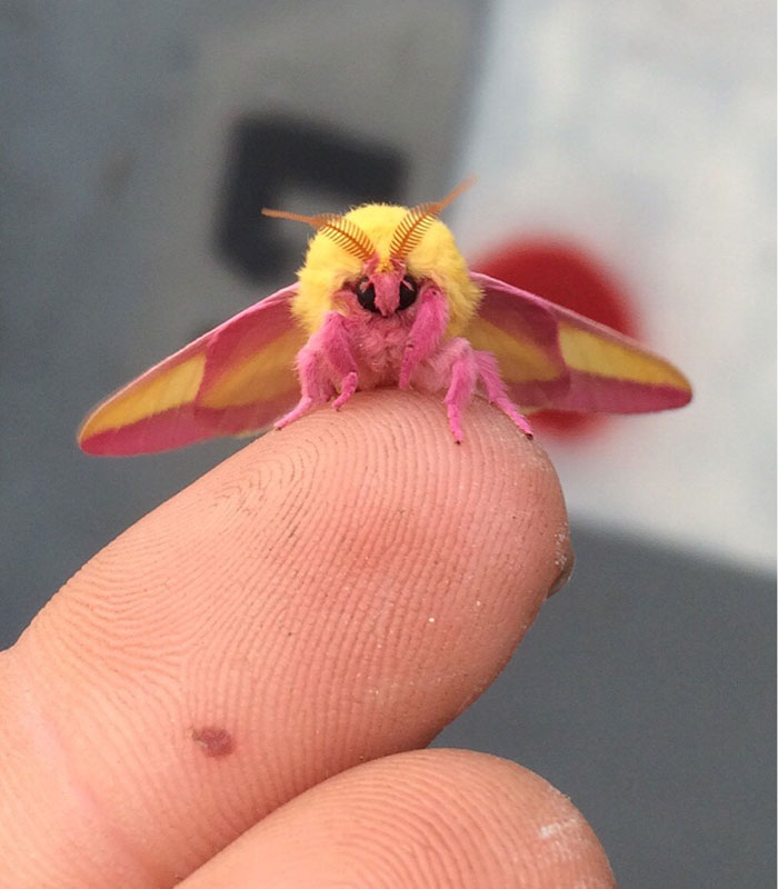 Abeja amarilla y rosa; Personas comparten los insectos más lindos que han visto