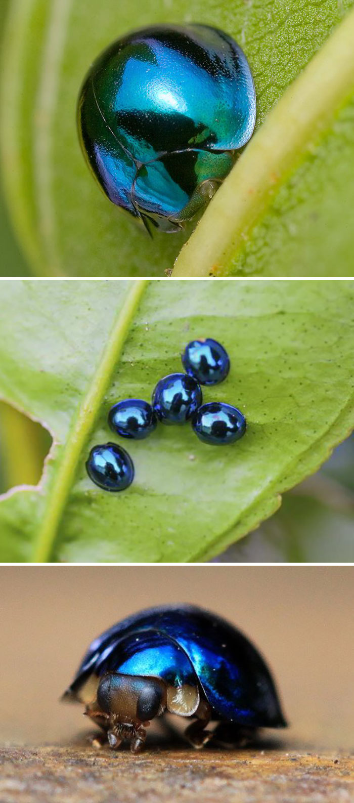 Cochinitas de cristal; Personas comparten los insectos más lindos que han visto